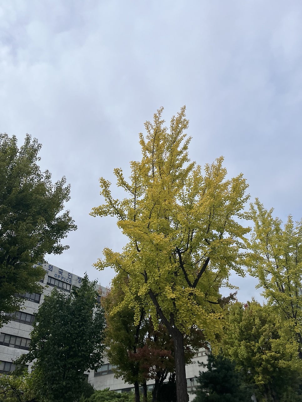 국적회복 F4비자 거소증 필요서류 사례 8