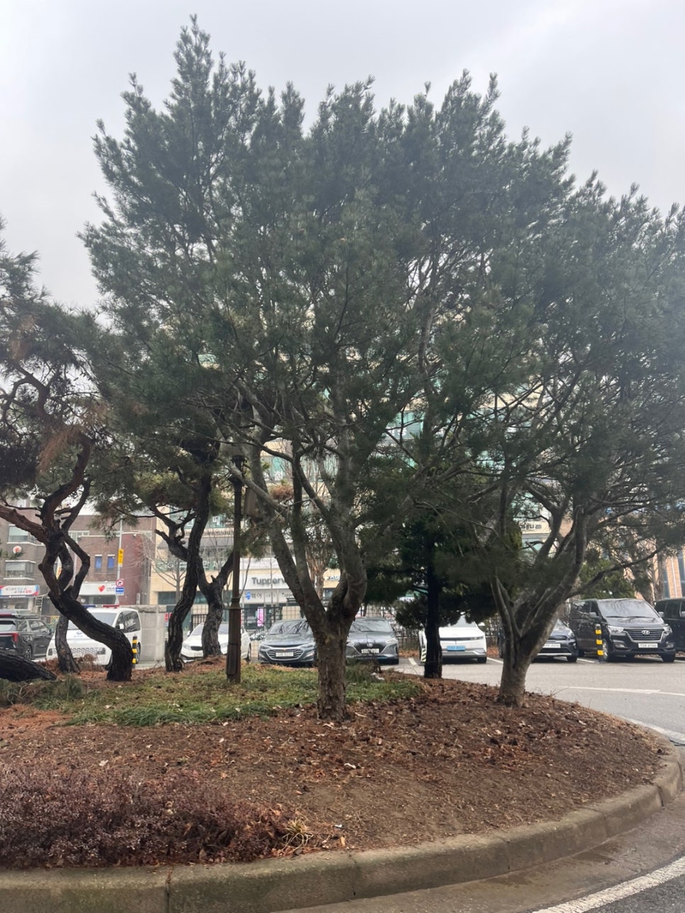 미국 F4비자 거소등록 사례 3