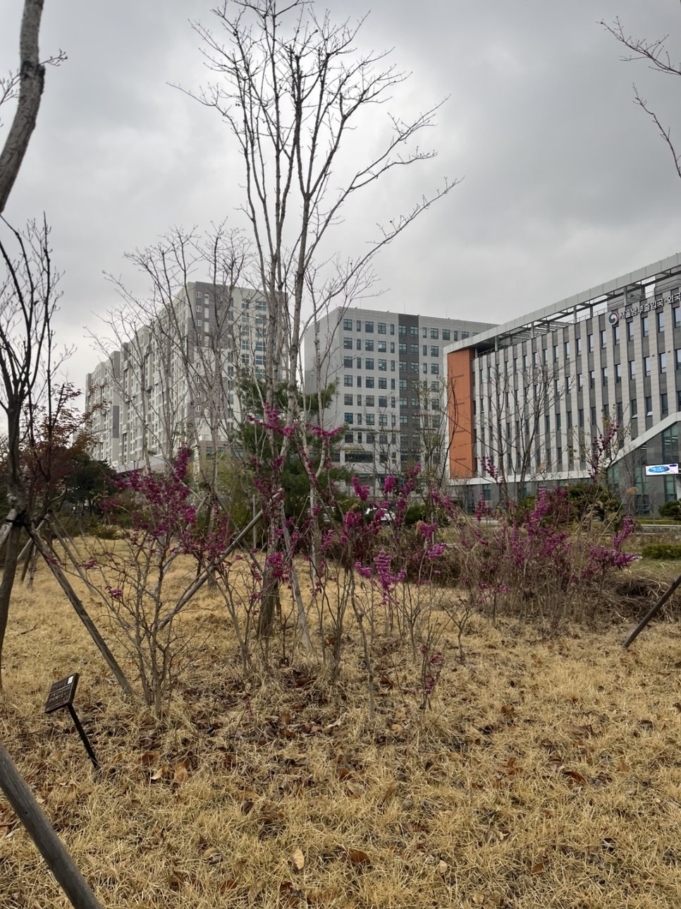 F4비자 신청 국적상실신고 거소증 사례 4